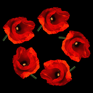 Poppy Circle Remembrance Day T Shirt