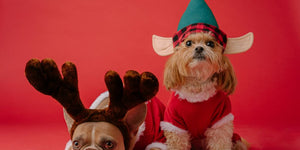 white and brown dog wearing santa hat