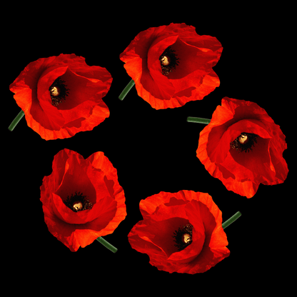 Poppy Circle Remembrance Day Sweatshirt by Lion Legion 
