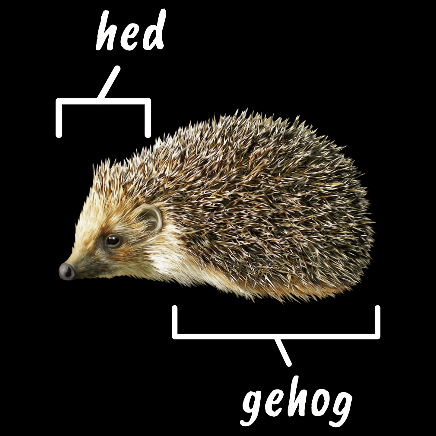 Anatomy Of A Hedgehog T Shirt